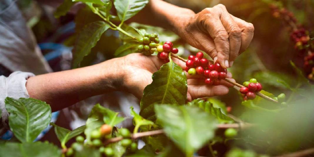 Türkiye'de yetişmez dediler ama ilk hasat yapıldı! Her ülkede tüketiliyor ama üretilmiyor! Türkiye'nin kapısını çalacaklar 3